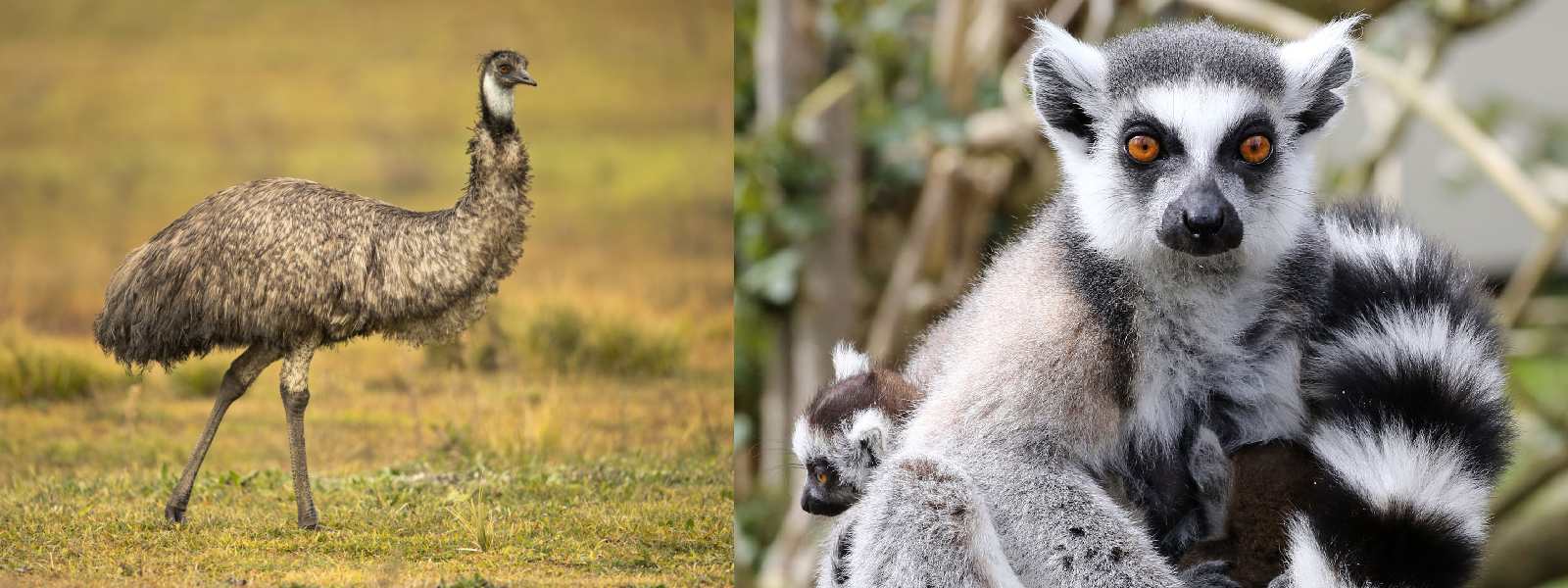 Sri Lanka gets Emu birds and Ring-Tailed Lemurs
